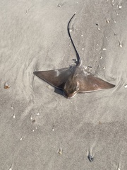 Myliobatis freminvillei