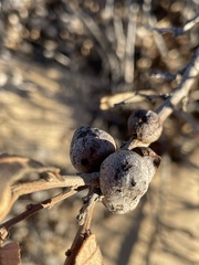 Disholcaspis erugomamma