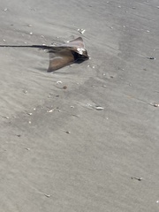 Myliobatis freminvillei