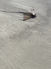 Myliobatis freminvillei