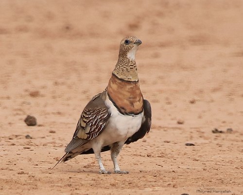 Foto de Pin-tailed Sandgrouse