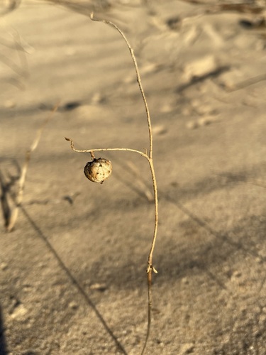 Image of Phyllanthus warnockii by (c) Matt Berger, some rights reserved (CC BY)