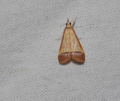 Pseudonoorda rubricostalis