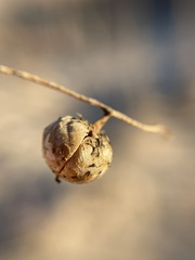 Phyllanthus warnockii
