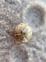 Phyllanthus warnockii