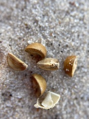 Phyllanthus warnockii