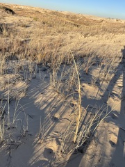 Sporobolus arenicola