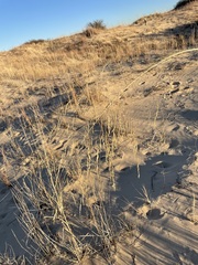 Sporobolus arenicola