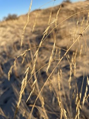 Sporobolus arenicola