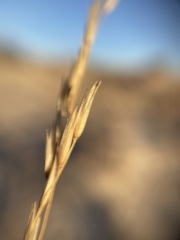 Sporobolus arenicola