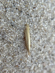 Sporobolus arenicola