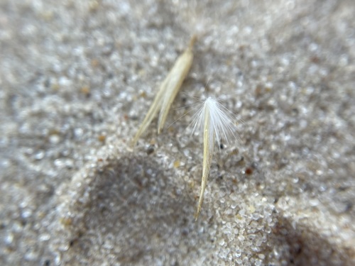 Image of Sporobolus arenicola by (c) Matt Berger, some rights reserved (CC BY)