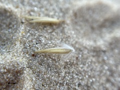 Sporobolus arenicola
