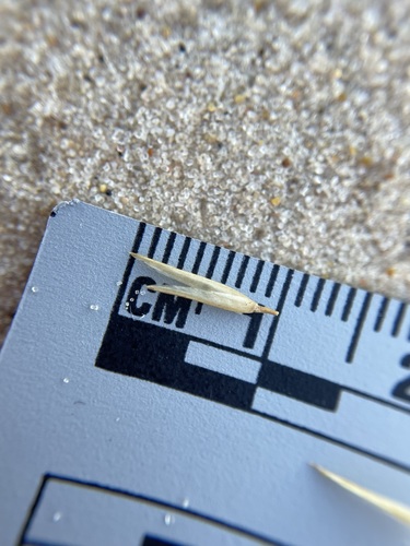 Image of Sporobolus arenicola by (c) Matt Berger, some rights reserved (CC BY)