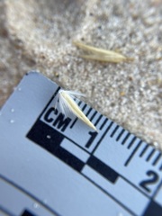 Sporobolus arenicola