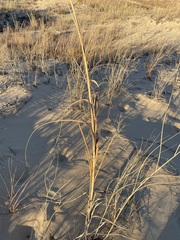 Sporobolus arenicola