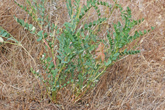 Astragalus beckwithii