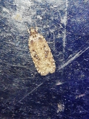 Agonopterix ciliella