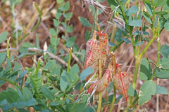 Astragalus beckwithii
