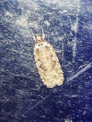 Agonopterix ciliella