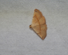 Eublemma gayneri