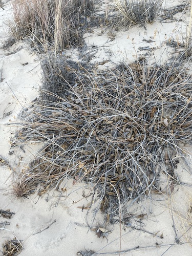 Stillingia sylvatica, photograph 1