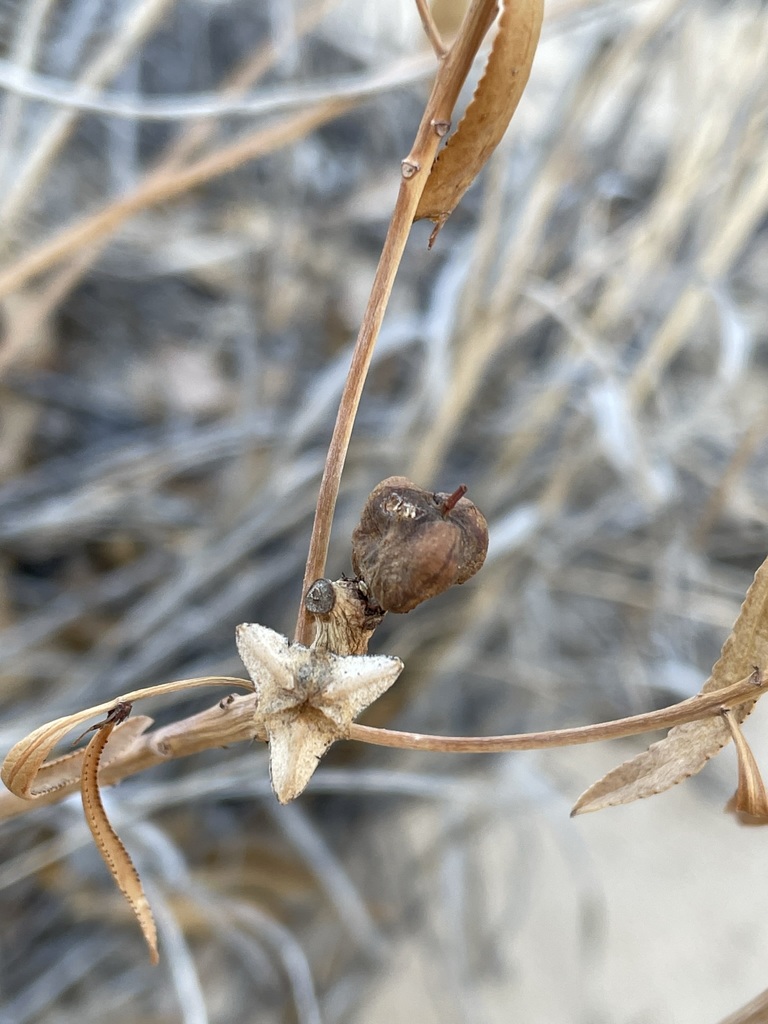 Stillingia sylvatica; photograph Matt Berger, CC BY, iNaturalist via GBIF
