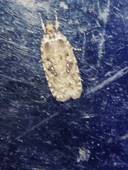 Agonopterix ciliella