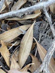 Matt Berger, CC BY, iNaturalist via GBIF Stillingia sylvatica, photograph Matt Berger, CC BY, iNaturalist via GBIF