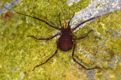 Zalmoxidae