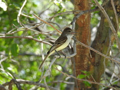 Myiarchus stolidus