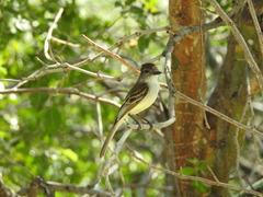 Myiarchus stolidus