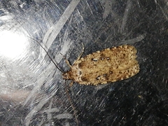 Agonopterix ciliella