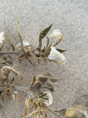 Euploca convolvulacea