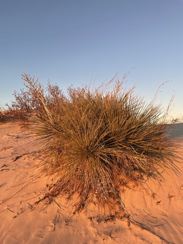 Image of Yucca campestris by (c) Matt Berger, some rights reserved (CC BY)