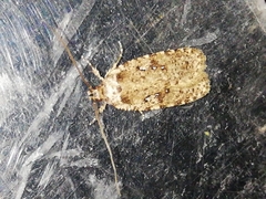 Agonopterix ciliella