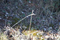 Helictochloa bromoides