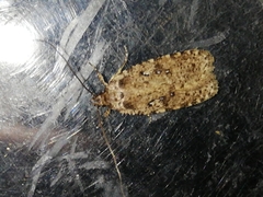 Agonopterix ciliella