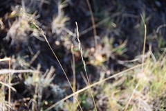 Helictochloa bromoides
