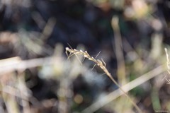 Helictochloa bromoides
