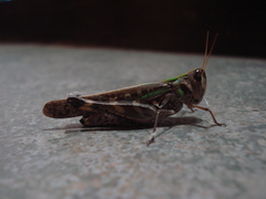 Rhammatocerus pictus