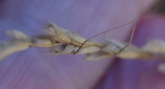 Helictochloa bromoides