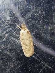 Agonopterix ciliella