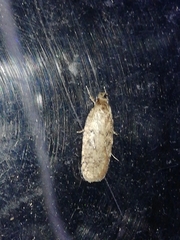 Agonopterix ciliella