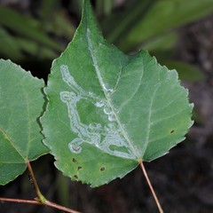 Phyllocnistis labyrinthella