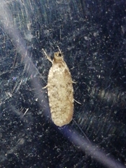 Agonopterix ciliella