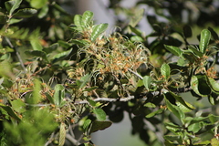 Cercocarpus macrophyllus