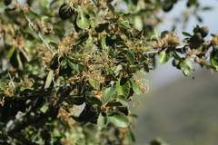 Cercocarpus macrophyllus
