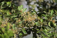 Cercocarpus macrophyllus