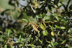 Cercocarpus macrophyllus